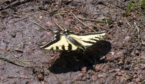 05_butterfly