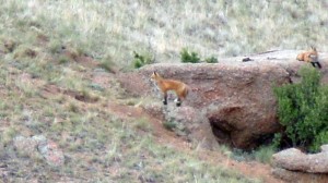 15_foxes2