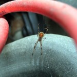 02_spider