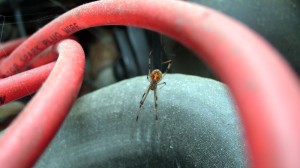 02_spider