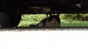18_catundercar