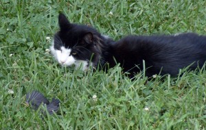 22_killercat