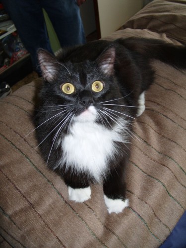 01_nm_cat