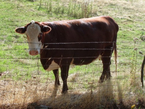 01_wa_cow
