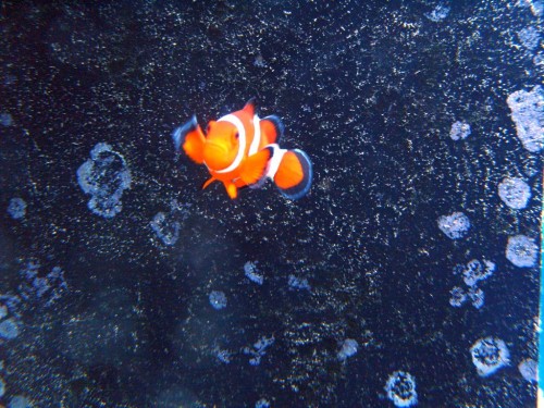 03_ca_fish