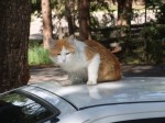 05_co_cat2