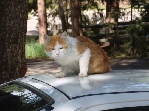 05_co_cat2
