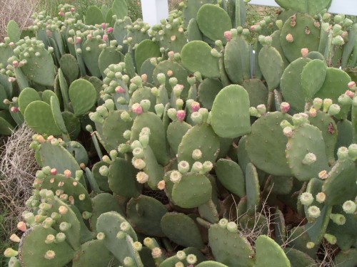 05_nm_cactus