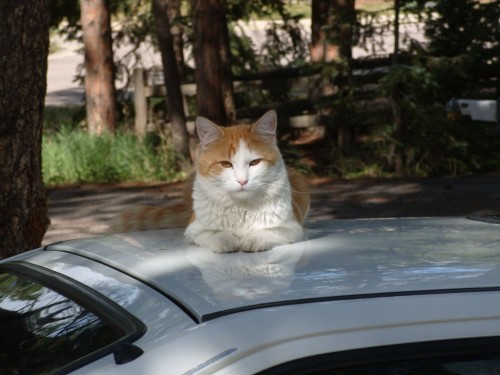 06_co_cat3