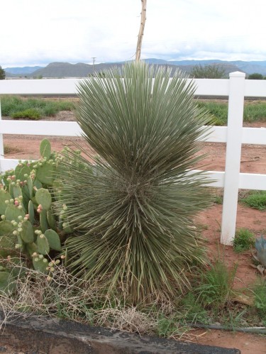 06_nm_yucca