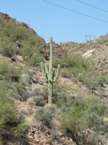 09_az_cactus