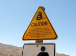 13_ca_rattlesnakes