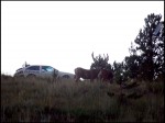 14_co_deer