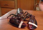 18_me_lobster1