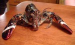 19_me_lobster2