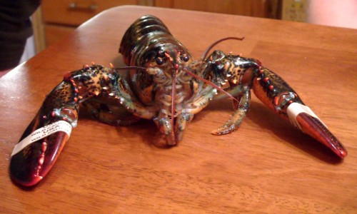 19_me_lobster2