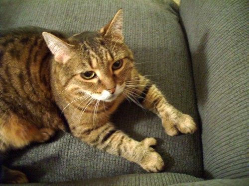 23_me_meow