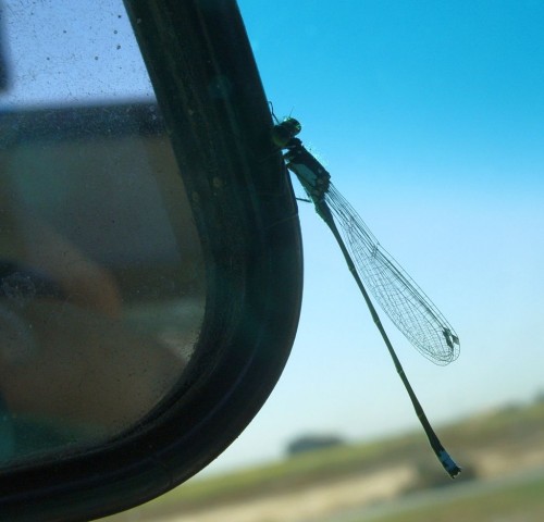 31_il_dragonfly