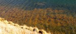 11-01-11_fish