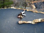 11-09-11_MesaVerde_19melissadead